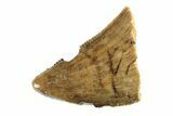 Fossil Tyrannosaur (Nanotyrannus) Tooth Tip - Montana #338744-1